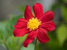 USA-Washington State Daisy Art Print